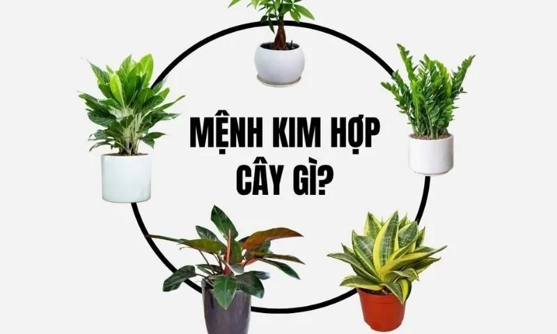 Mệnh Kim nên trồng cây gì trước nhà? Những loại cây phù hợp phong thủy