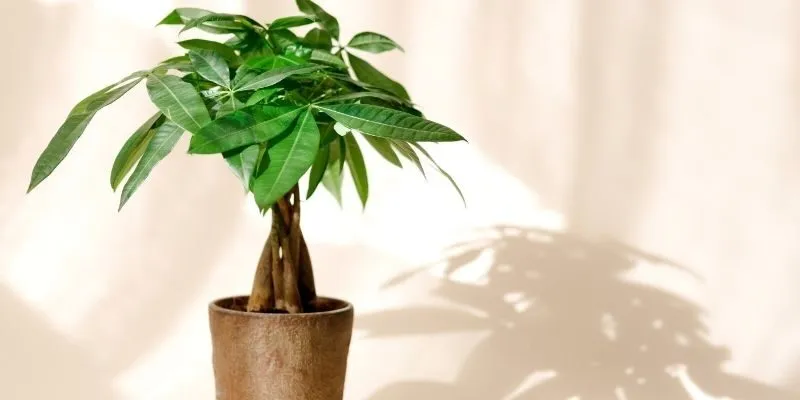 Chọn cây phong thủy mệnh kim