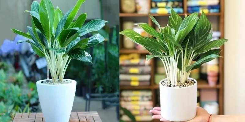 Vị trí đặt cây phong thủy