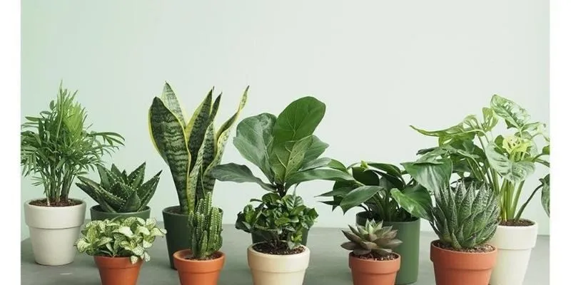 Cây phong thủy mệnh kim