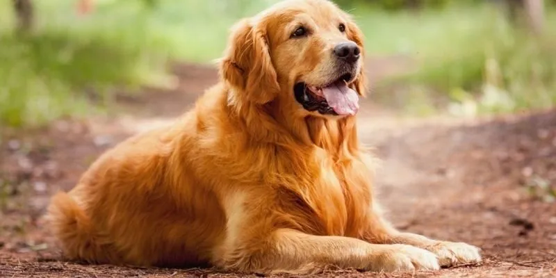 Mệnh kim nên nuôi chó cần lưu ý gì