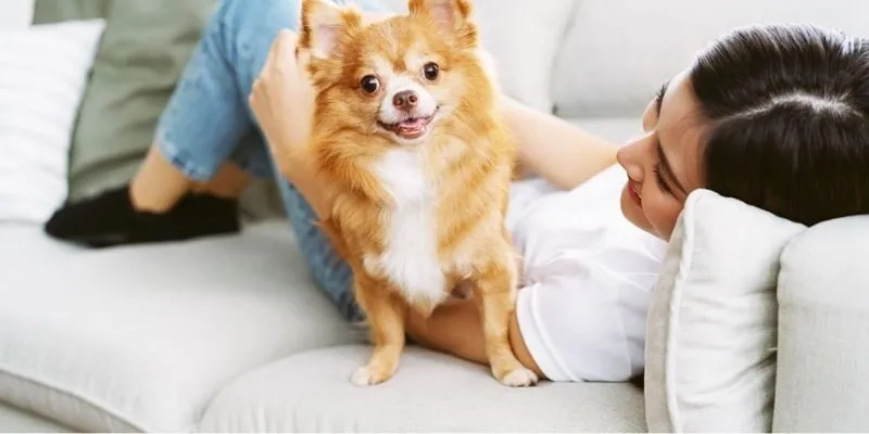 Mệnh kim có nên nuôi chó